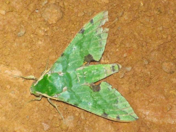 /filer/webapps/moths/media/images/M/megaera_Euchloron_A_Stanton.jpg