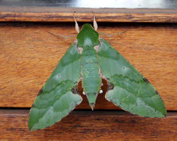 /filer/webapps/moths/media/images/M/megaera_Euchloron_A_VanRensburg.jpg