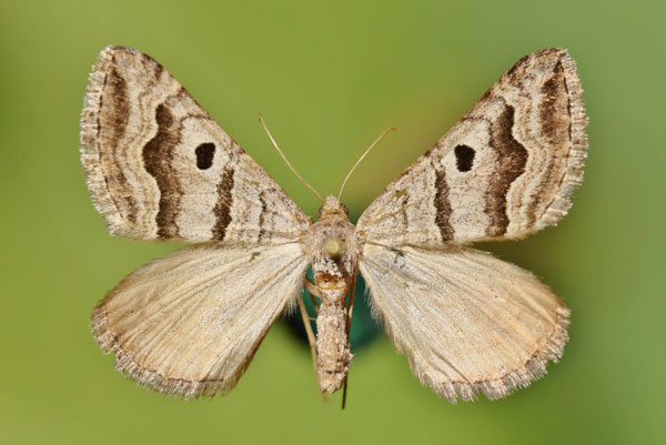 /filer/webapps/moths/media/images/M/megalaria_Pseudolarentia_A_Butler.jpg