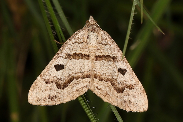 /filer/webapps/moths/media/images/M/megalaria_Pseudolarentia_A_Heyns_01.JPG