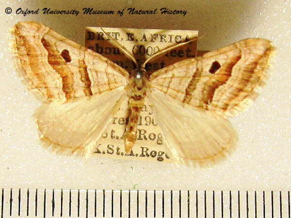 /filer/webapps/moths/media/images/M/megalaria_Pseudolarentia_A_OUMNH.jpg