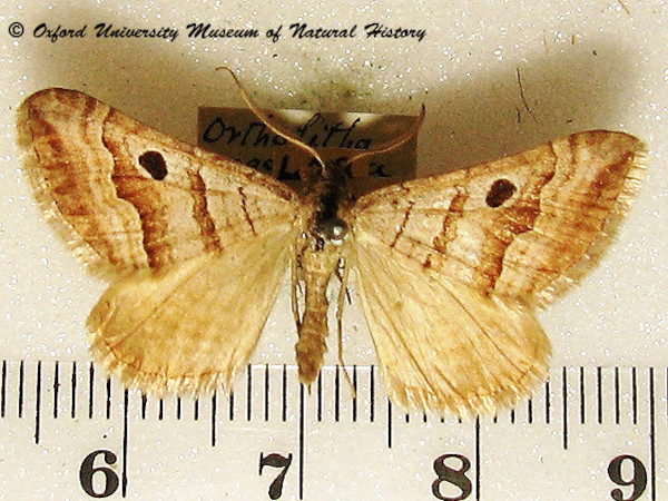 /filer/webapps/moths/media/images/M/megalaria_Pseudolarentia_A_OUMNH_01.jpg
