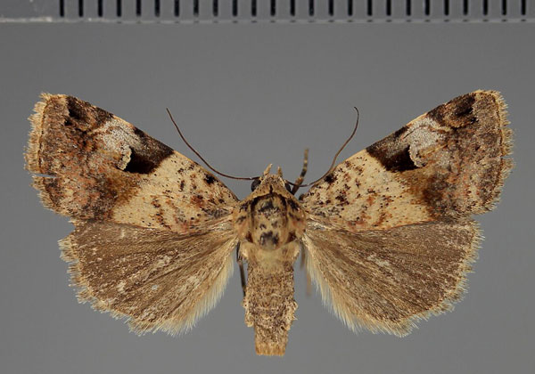/filer/webapps/moths/media/images/M/megalena_Eustrotia_AM_Fiebig_01.jpg