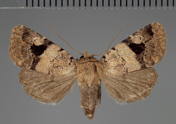 /filer/webapps/moths/media/images/M/megalena_Eustrotia_AM_Fiebig_02.jpg