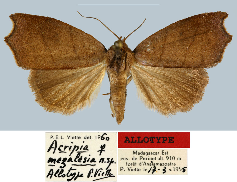 /filer/webapps/moths/media/images/M/megalesia_Acripia_AT_MNHN.jpg