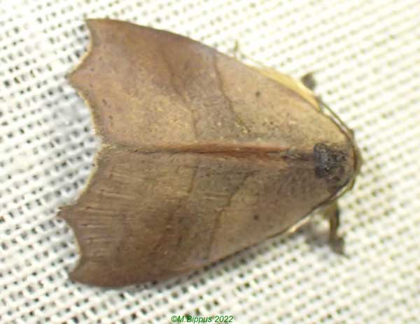 /filer/webapps/moths/media/images/M/megalesia_Acripia_A_Bippus_01.jpg