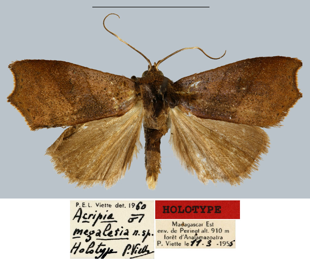 /filer/webapps/moths/media/images/M/megalesia_Acripia_HT_MNHN.jpg