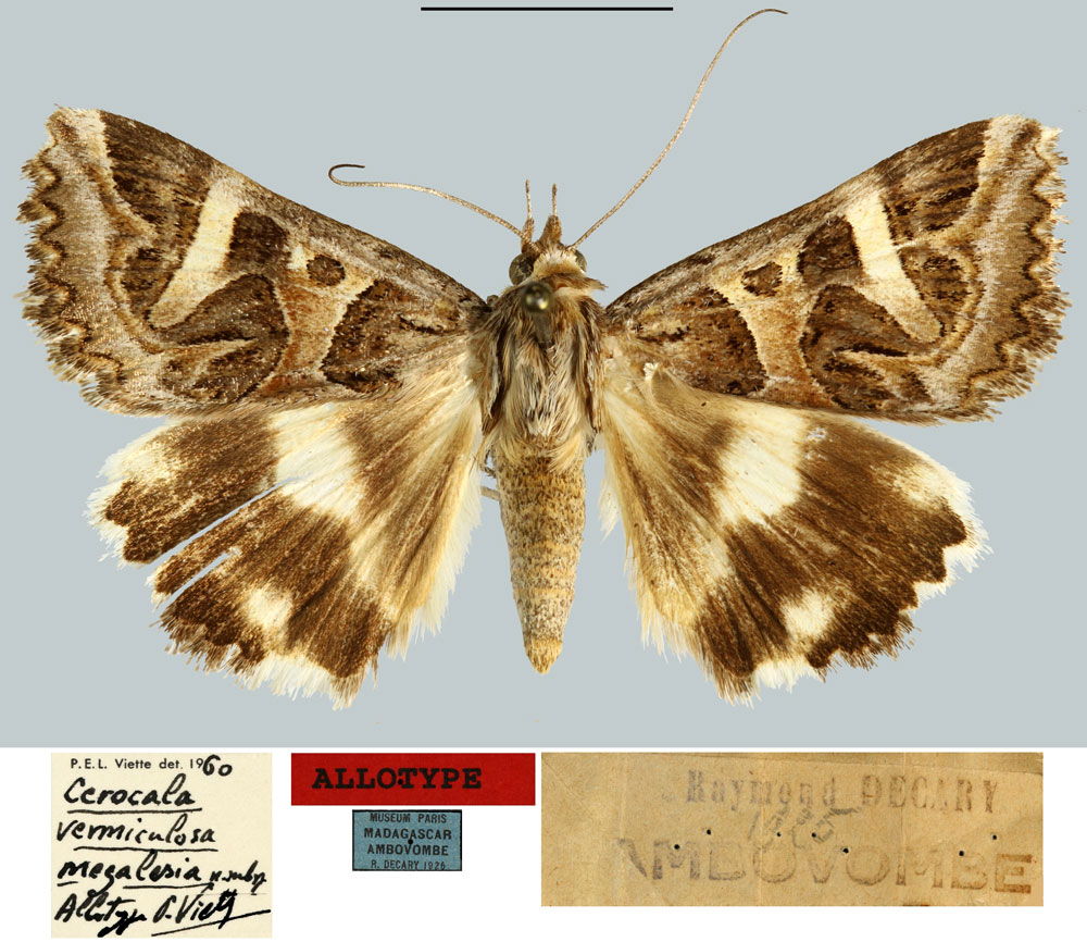 /filer/webapps/moths/media/images/M/megalesia_Cerocala_AT_MNHN.jpg