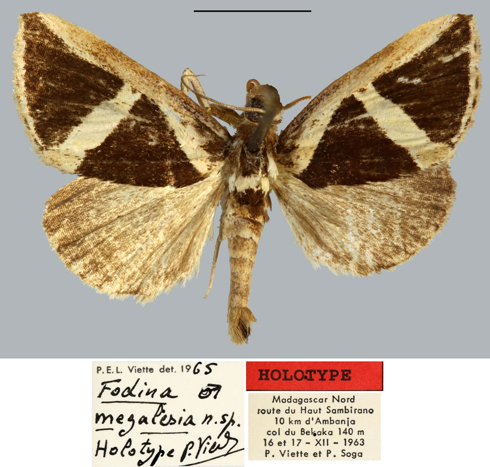 /filer/webapps/moths/media/images/M/megalesia_Fodina_HT_MNHN.jpg
