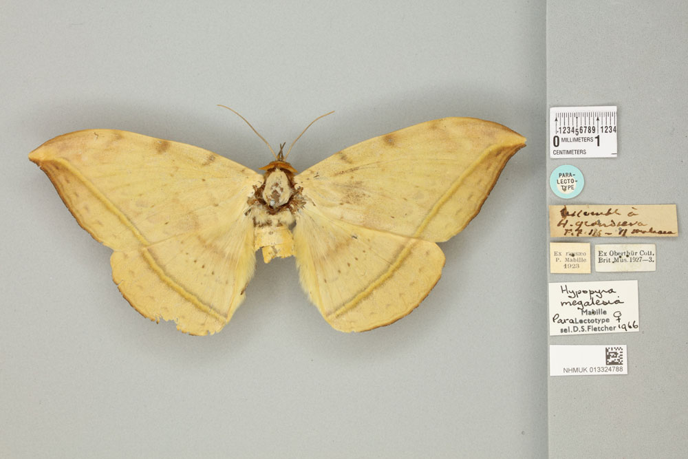 /filer/webapps/moths/media/images/M/megalesia_Hypopyra_PLT_BMNHa.jpg
