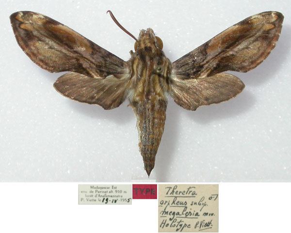/filer/webapps/moths/media/images/M/megalesia_Theretra_HT_MNHN.jpg
