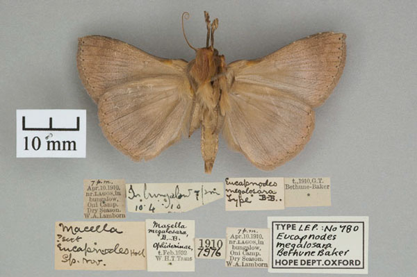 /filer/webapps/moths/media/images/M/megalosara_Eucapnodes_HT_OUMNH_02.jpg