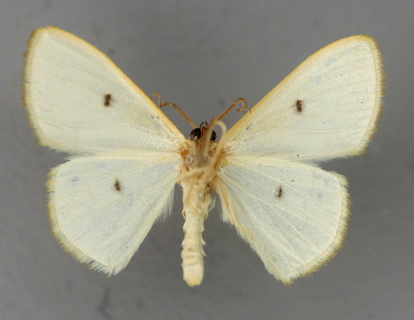 /filer/webapps/moths/media/images/M/megalostigma_Scopula_A_ZSM_02.jpg