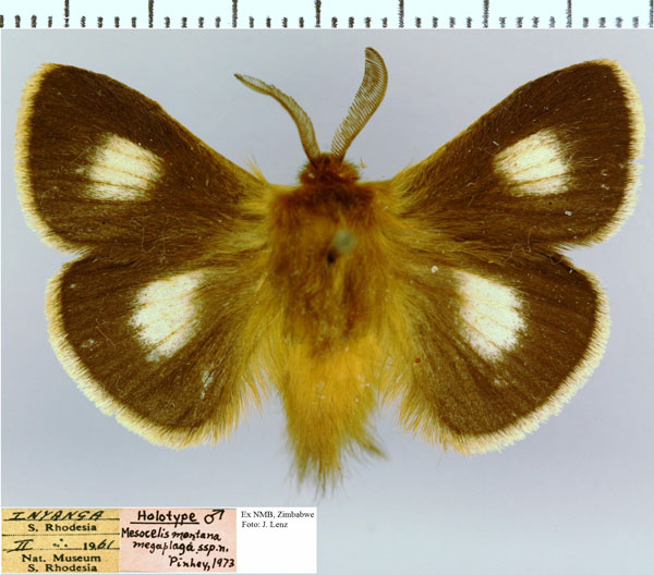 /filer/webapps/moths/media/images/M/megaplaga_Mesocelis_HT_NMB.jpg