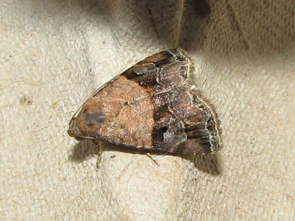 /filer/webapps/moths/media/images/M/megaplaga_Ozarba_A_Goff.jpg