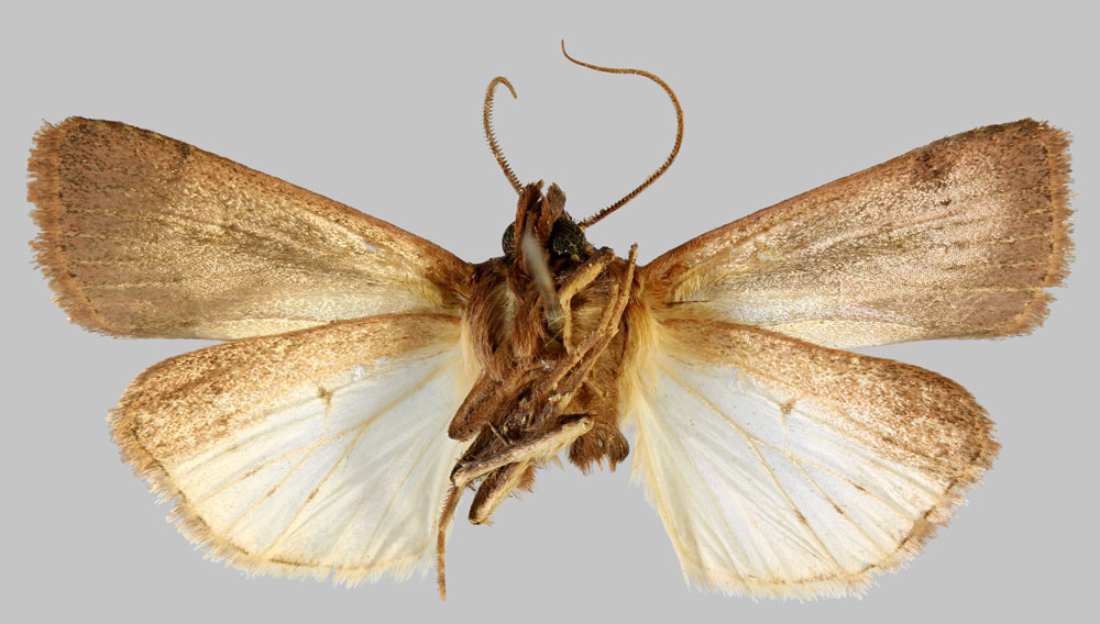 /filer/webapps/moths/media/images/M/megaplecta_Agrotis_HT_MNHNb.jpg