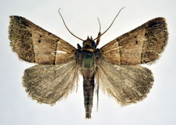 /filer/webapps/moths/media/images/M/megarthra_Plecoptera_A_NHMO.jpg