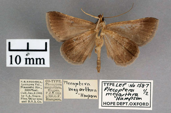 /filer/webapps/moths/media/images/M/megarthra_Plecoptera_PT_OUMNH_02.jpg