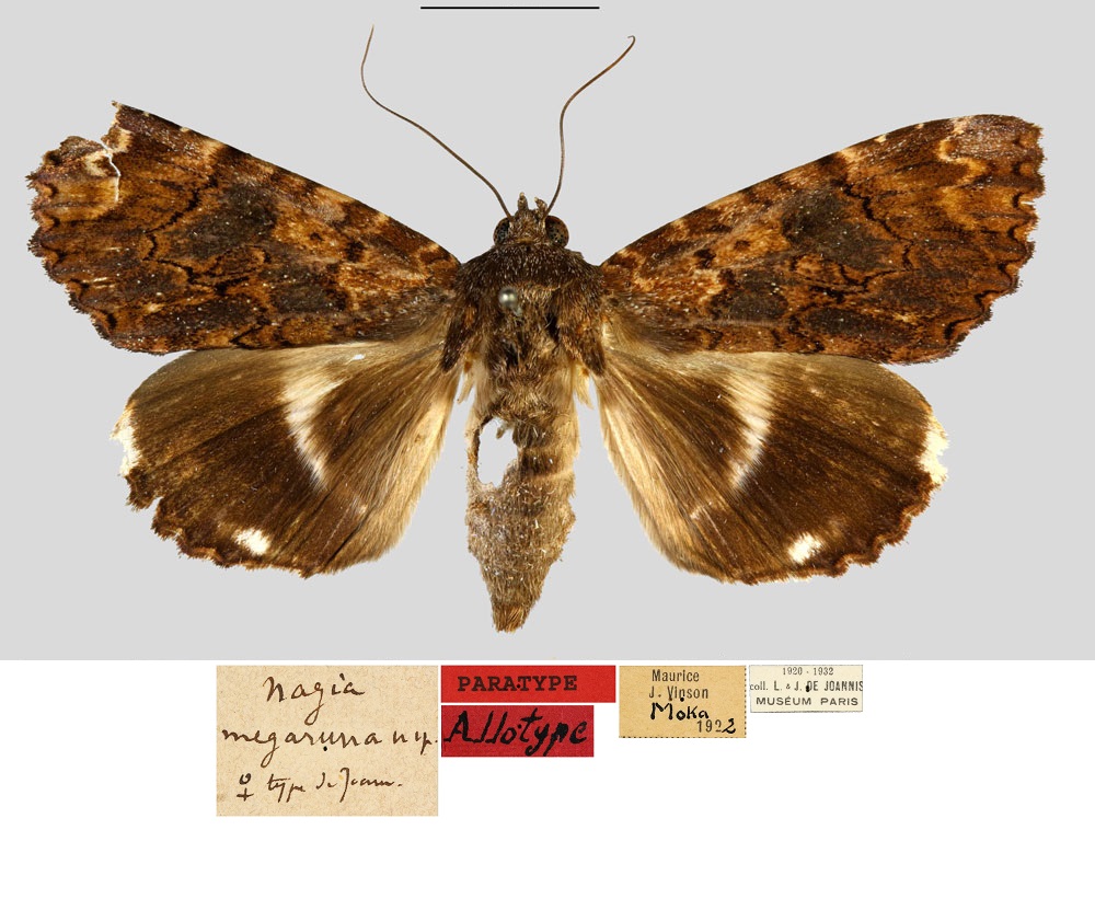 /filer/webapps/moths/media/images/M/megaruna_Nagia_AT_MNHN.jpg