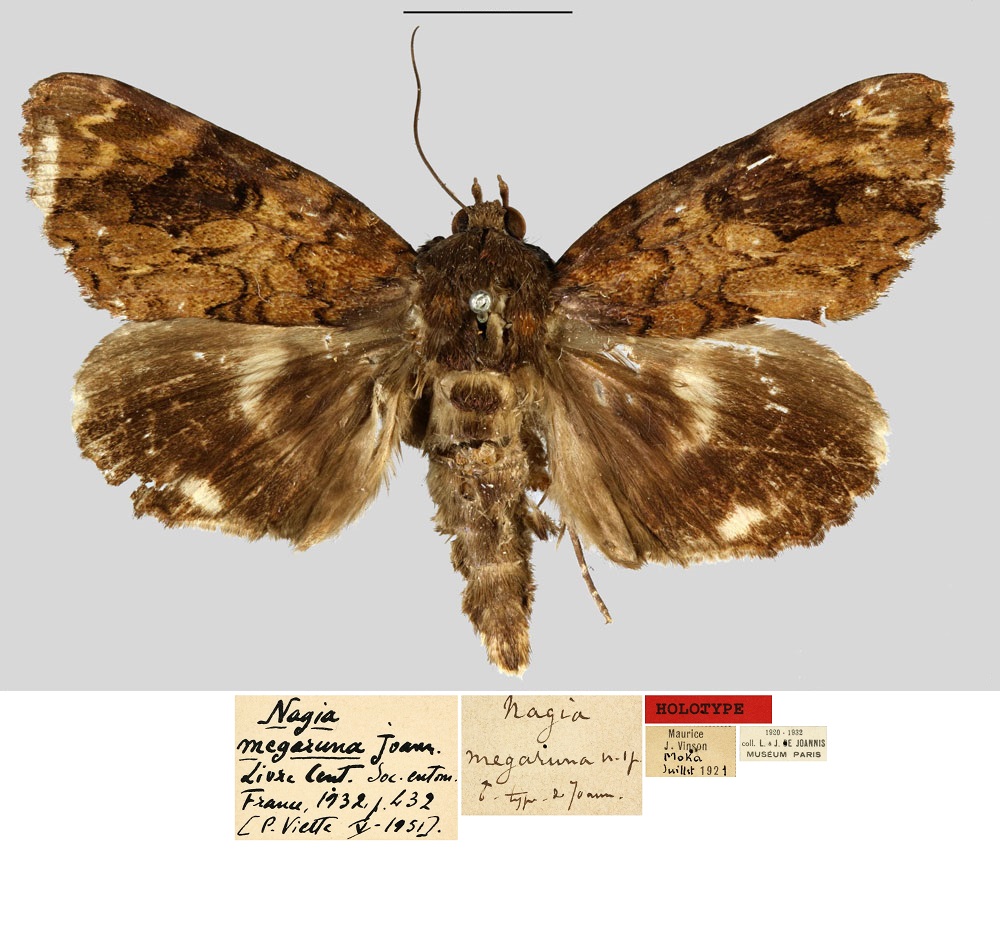 /filer/webapps/moths/media/images/M/megaruna_Nagia_HT_MNHN.jpg