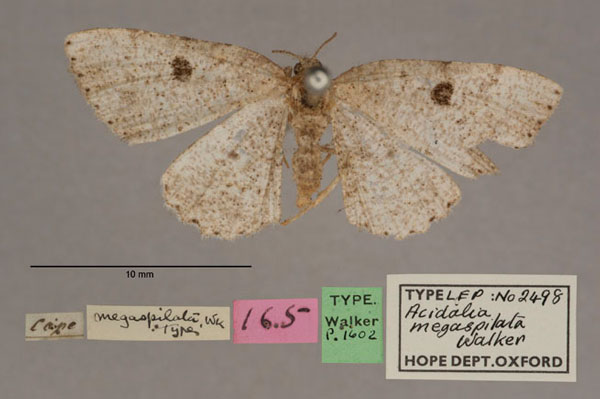 /filer/webapps/moths/media/images/M/megaspilata_Acidalia_HT_OUMNH_01.jpg