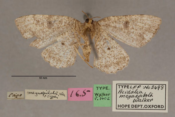 /filer/webapps/moths/media/images/M/megaspilata_Acidalia_HT_OUMNH_02.jpg