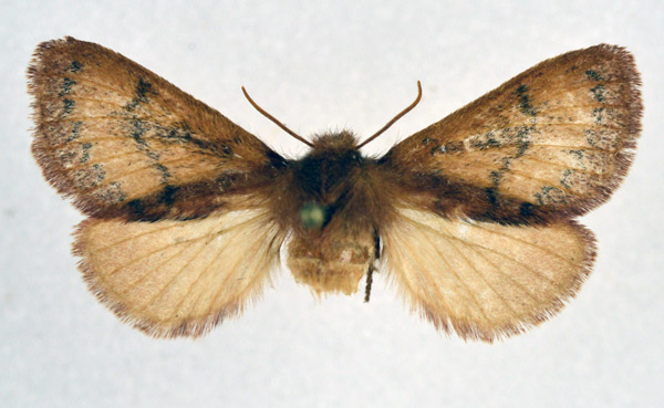 /filer/webapps/moths/media/images/M/megista_Pseudolyra_AF_NHMO.jpg