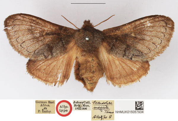/filer/webapps/moths/media/images/M/megista_Pseudolyra_AT_NHMUK.jpg