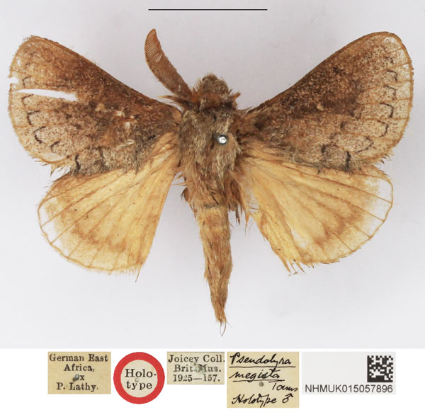 /filer/webapps/moths/media/images/M/megista_Pseudolyra_HT_NHMUK.jpg