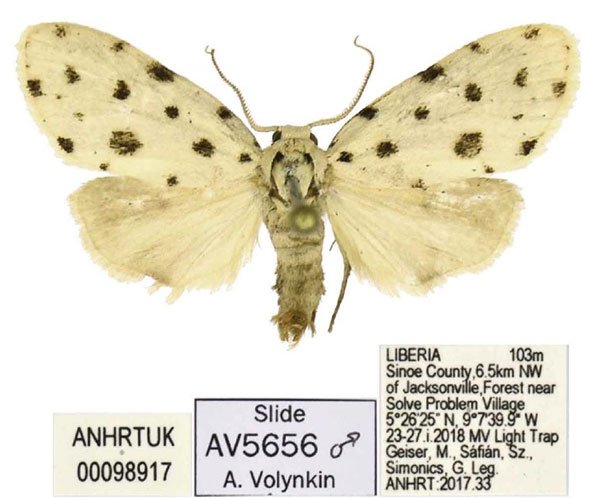 /filer/webapps/moths/media/images/M/megista_Siccia_HT_ANHRT.jpg