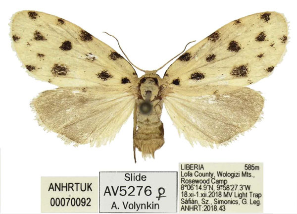 /filer/webapps/moths/media/images/M/megista_Siccia_PTF_ANHRT.jpg
