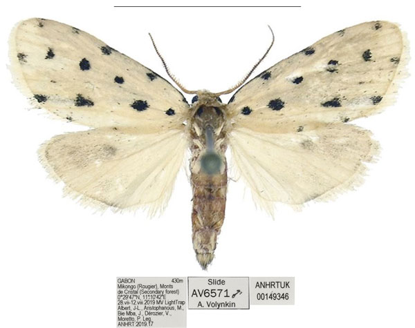 /filer/webapps/moths/media/images/M/megista_Siccia_PTM_ANHRT_02.jpg