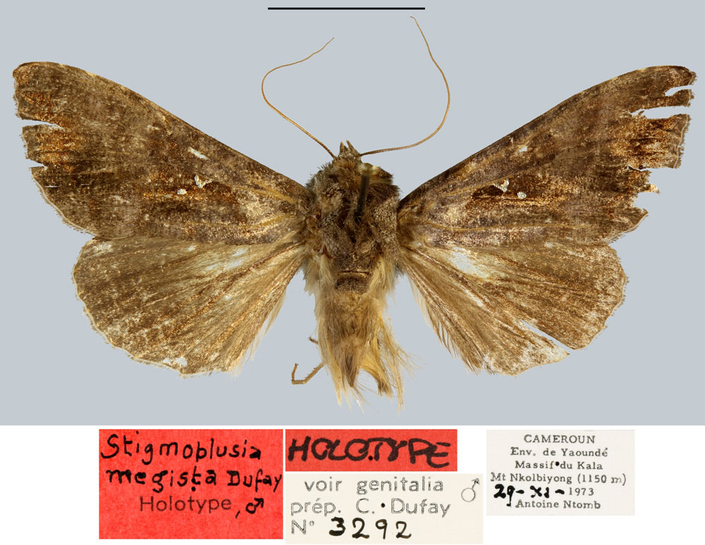 /filer/webapps/moths/media/images/M/megista_Stigmoplusia_HT_MNHN.jpg