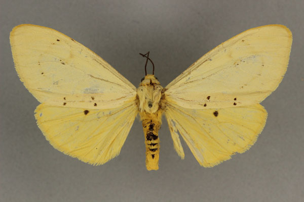 /filer/webapps/moths/media/images/M/meinhofi_Eyralpenus_AF_BMNH.jpg