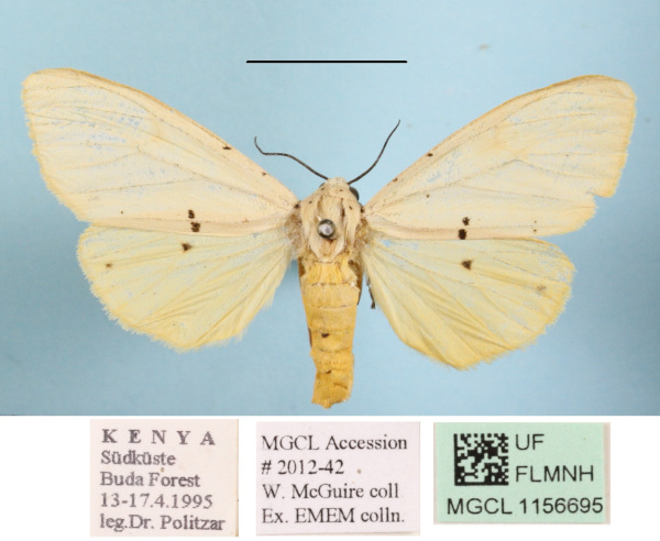 /filer/webapps/moths/media/images/M/meinhofi_Eyralpenus_AF_MGCL_01.JPG