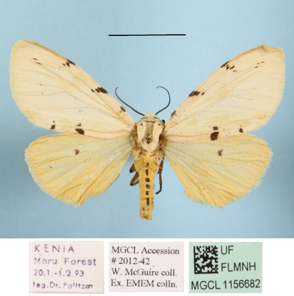 /filer/webapps/moths/media/images/M/meinhofi_Eyralpenus_AF_MGCLa_02.JPG