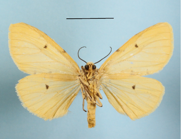 /filer/webapps/moths/media/images/M/meinhofi_Eyralpenus_AF_MGCLb_02.JPG