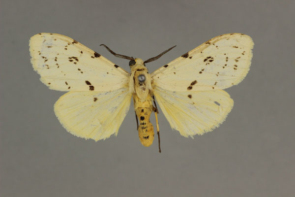 /filer/webapps/moths/media/images/M/meinhofi_Eyralpenus_AM_BMNH_02.jpg