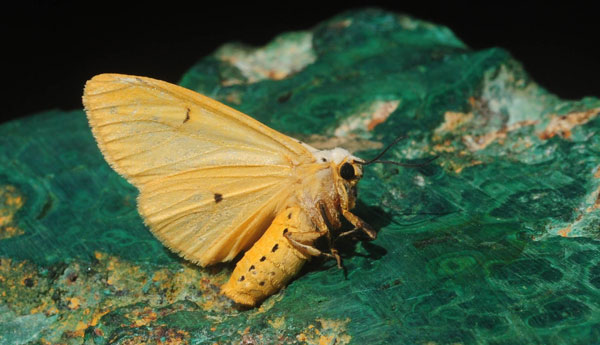 /filer/webapps/moths/media/images/M/meinhofi_Eyralpenus_A_King_01.jpg