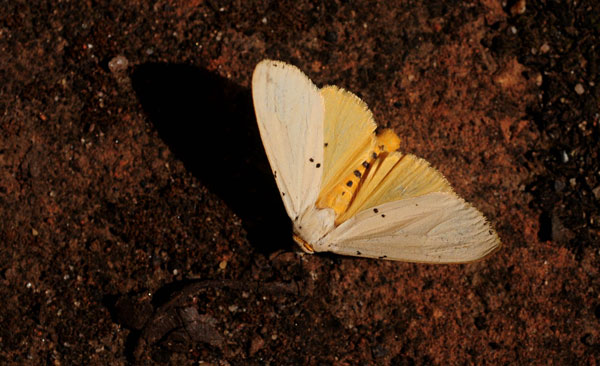 /filer/webapps/moths/media/images/M/meinhofi_Eyralpenus_A_King_02.jpg