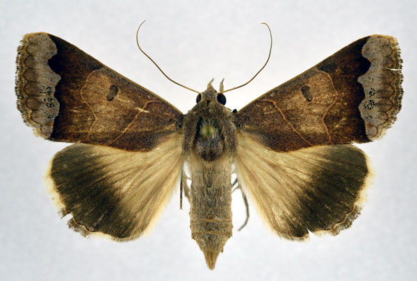 /filer/webapps/moths/media/images/M/mejanesi_Ophiusa_AF_NHMO.jpg