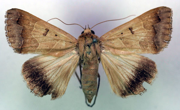 /filer/webapps/moths/media/images/M/mejanesi_Ophiusa_AF_RMCA.jpg