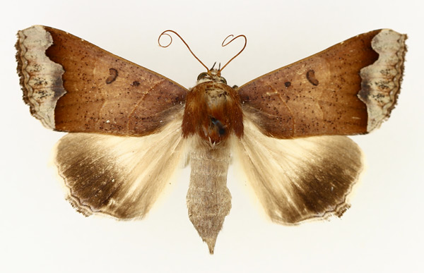 /filer/webapps/moths/media/images/M/mejanesi_Ophiusa_AF_TMSA_01.jpg