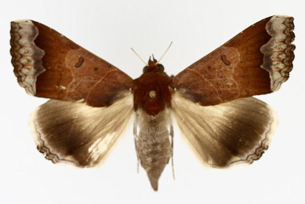 /filer/webapps/moths/media/images/M/mejanesi_Ophiusa_AF_TMSA_02.jpg