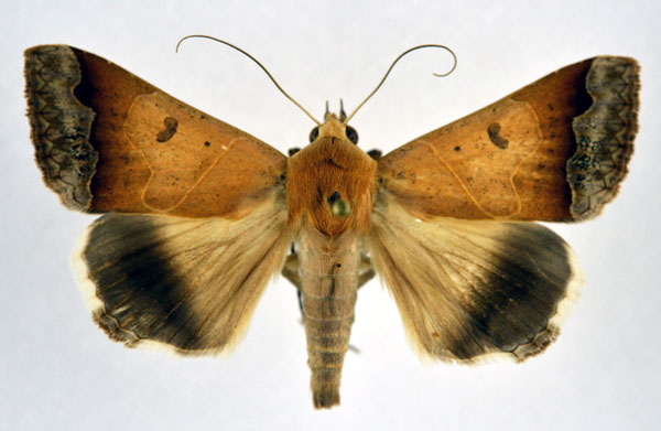 /filer/webapps/moths/media/images/M/mejanesi_Ophiusa_AM_NHMO.jpg