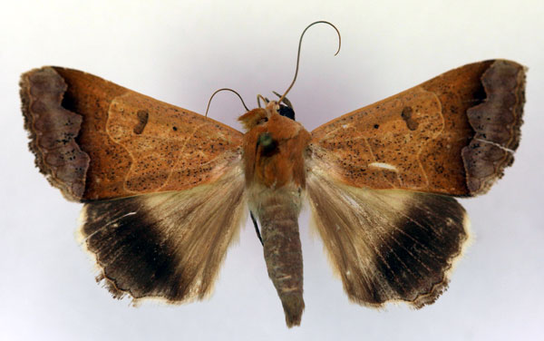 /filer/webapps/moths/media/images/M/mejanesi_Ophiusa_AM_RMCA.jpg