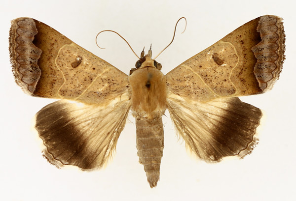 /filer/webapps/moths/media/images/M/mejanesi_Ophiusa_AM_TMSA_02.jpg