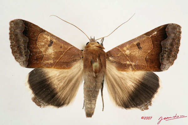 /filer/webapps/moths/media/images/M/mejanesi_Ophiusa_A_Albert.jpg