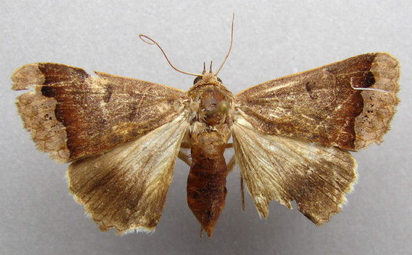 /filer/webapps/moths/media/images/M/mejanesi_Ophiusa_A_Baron.jpg