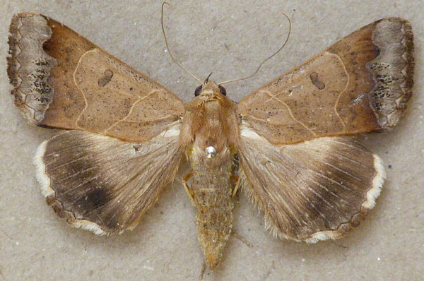 /filer/webapps/moths/media/images/M/mejanesi_Ophiusa_A_Butler.jpg